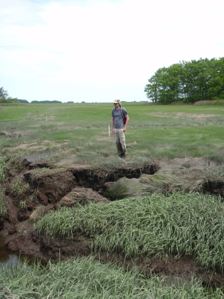 The author contemplates, what's causing the marsh to fall apart? What will it look like in the future? How will that affect marsh benefits to humans?